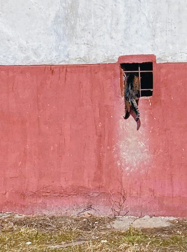 Cats in Belgorod rush to find shelter as soon as they sense danger