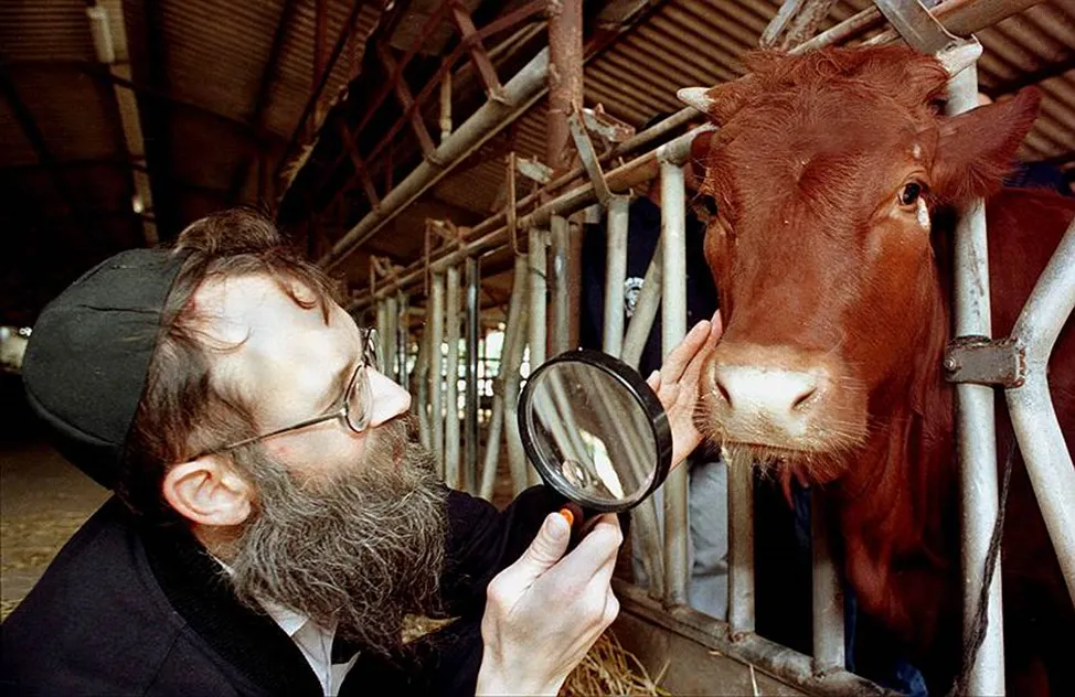 The Red Heifer of the Apocalypse: How cows played a surprising role in the Hamas attack on Israel