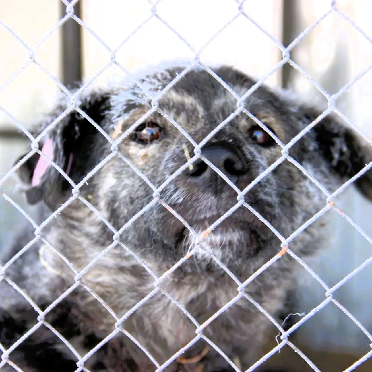 The silence of the pups: Russian regions move to exterminate stray dogs en masse